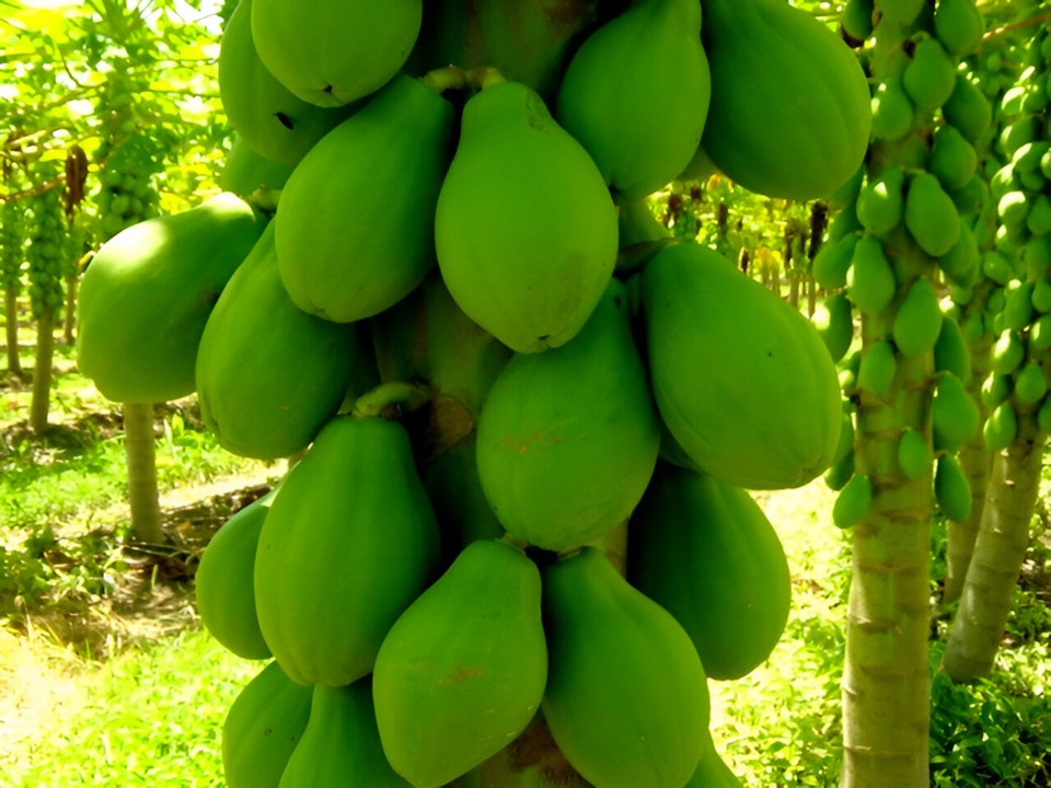 papaya_brasil