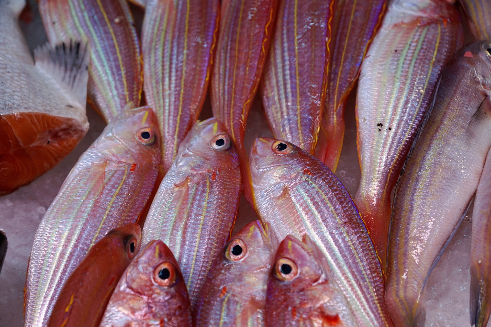 peixe