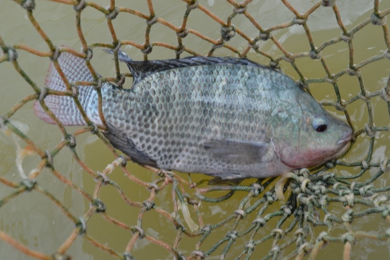 peixe01