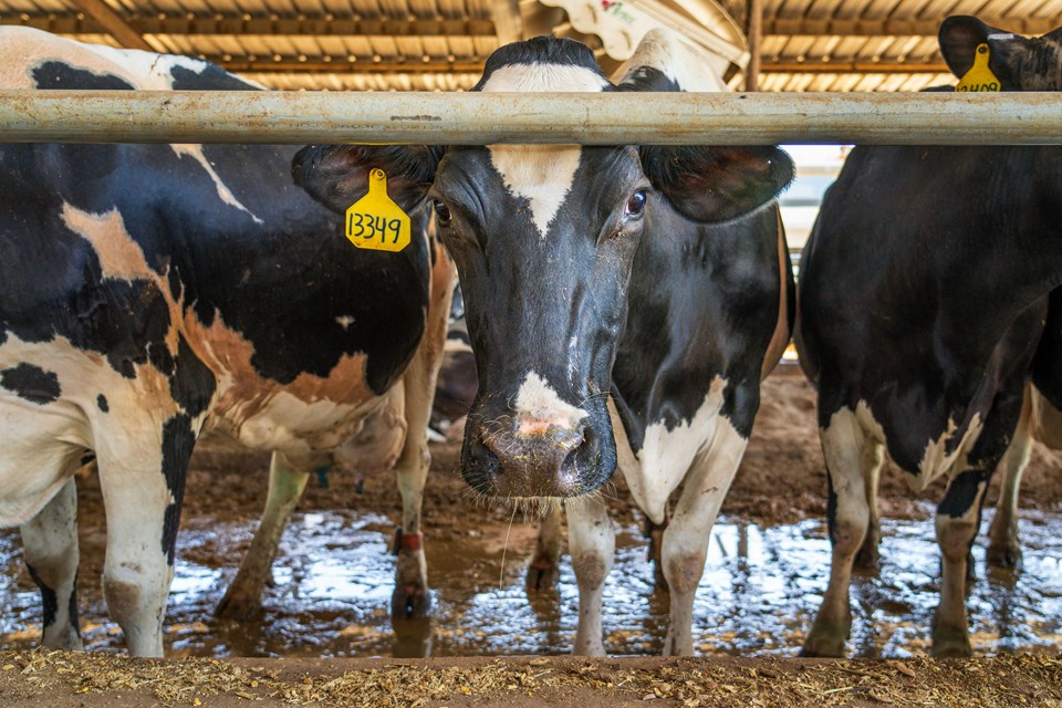 pexels-nc-farm-bureau-mark-17765401