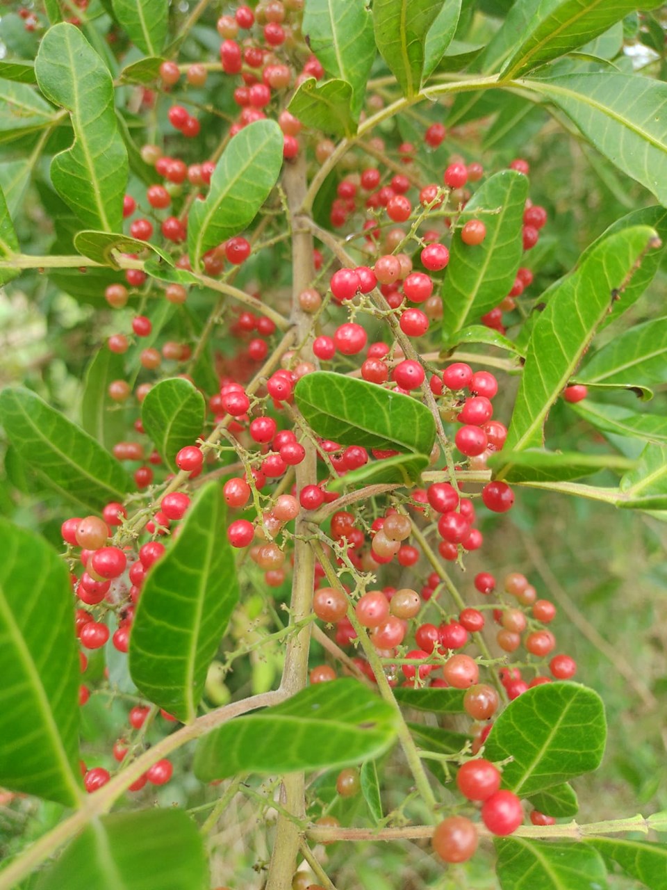pimenta rosa