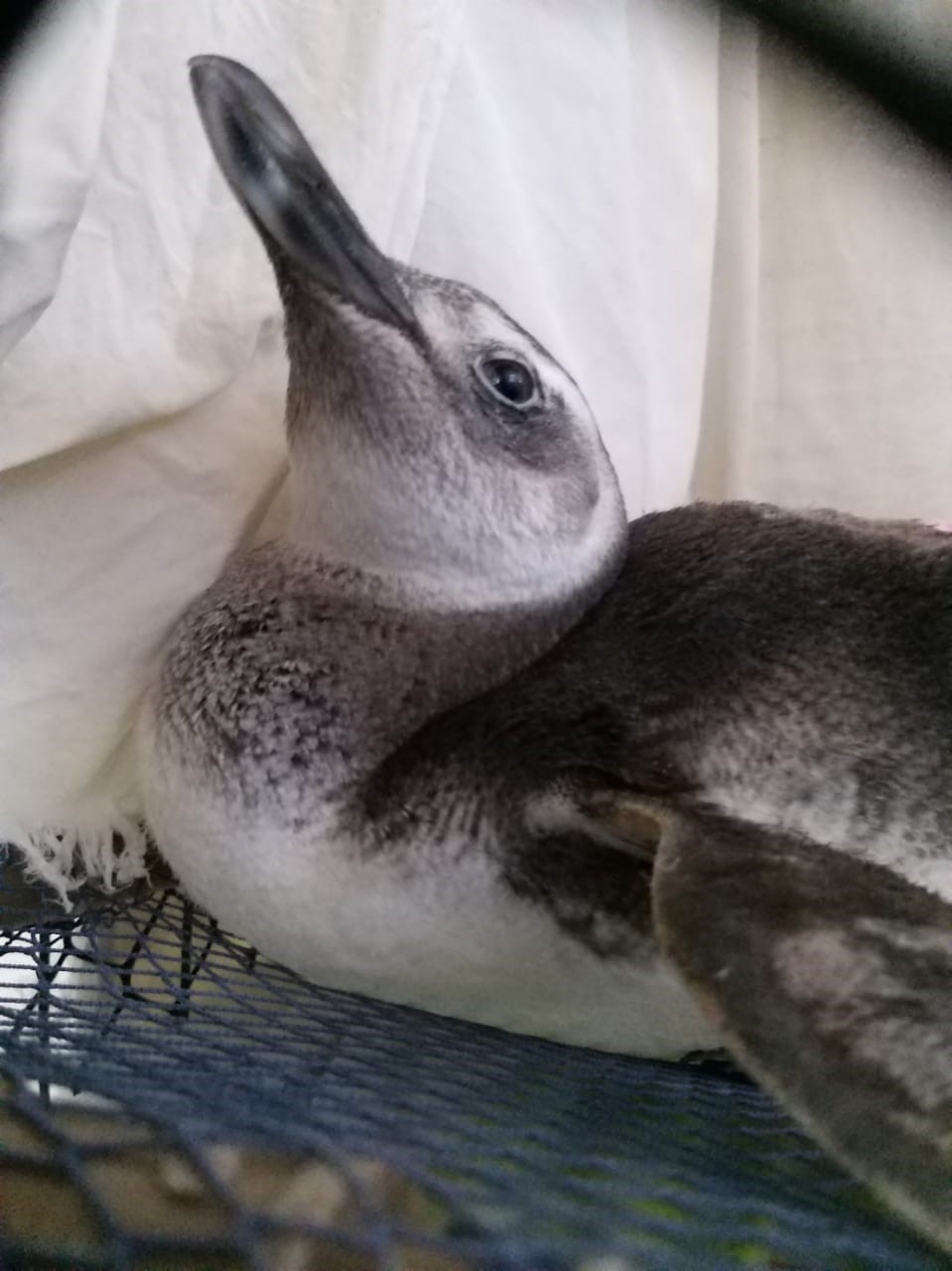 pinguim