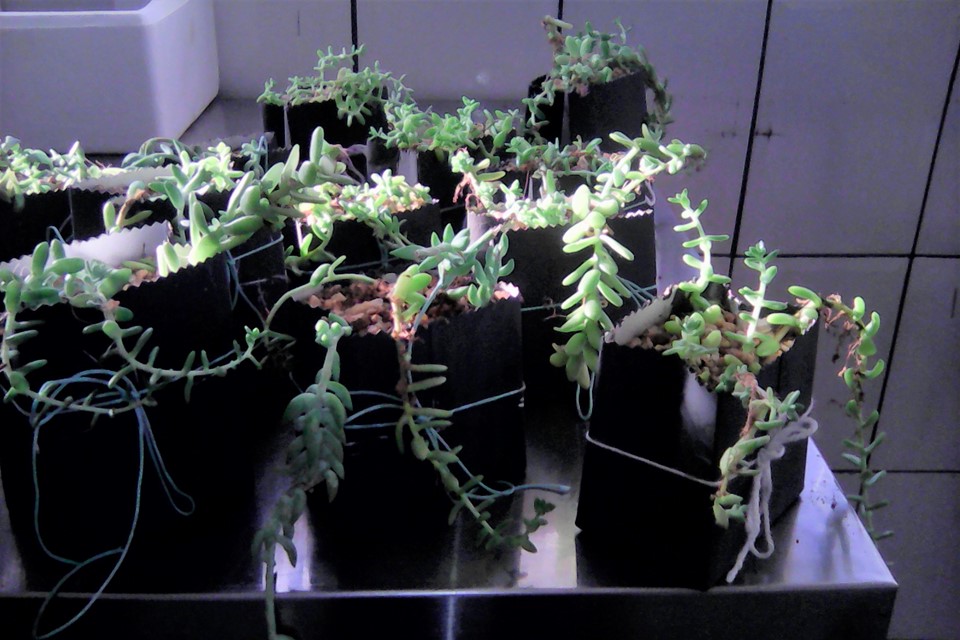 plantas