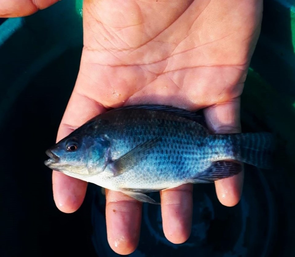 tilapia_aquaponia (1)