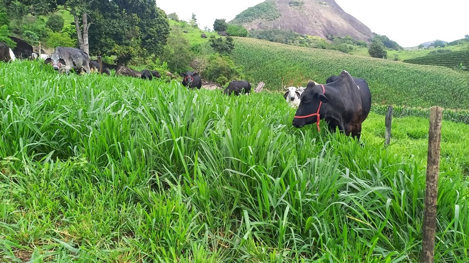vaca-pasto1