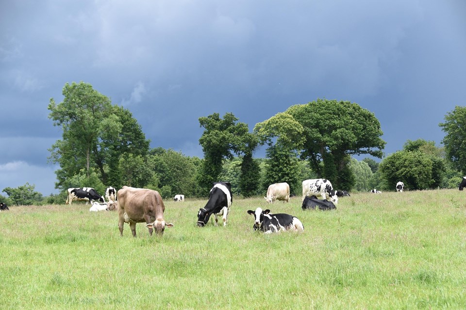 vacas leiteiras pixabay