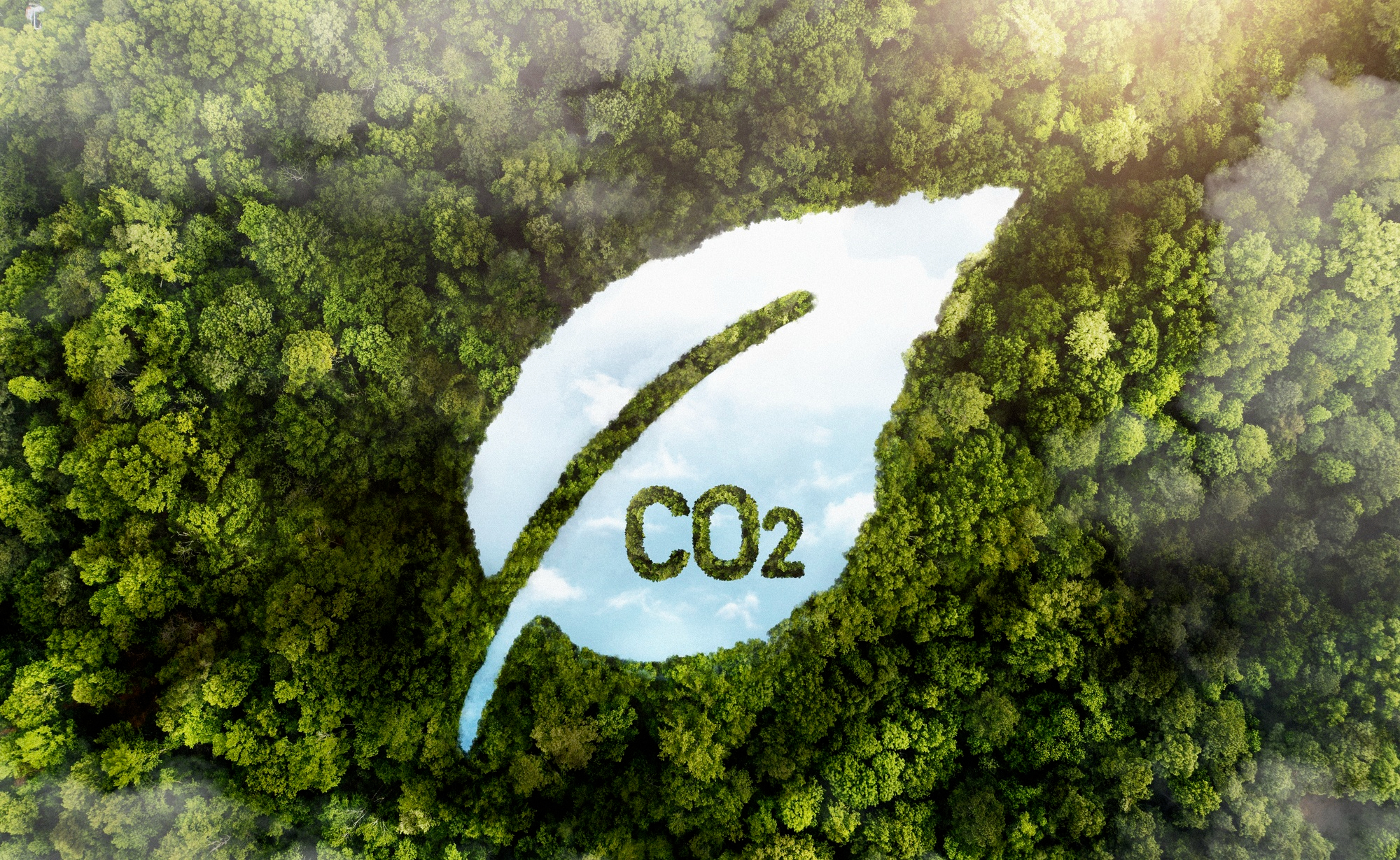 view-green-forest-trees-with-co2|||Fotógrafo:Freepik