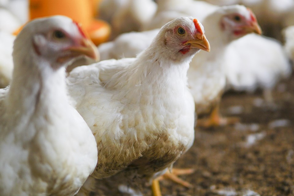 white-chicken-in-a-farm